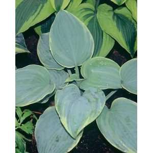  Blue Flame Hosta   Shade Perennial   Potted: Patio, Lawn 