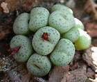 Conophytum truncatum exotic cactus rare living stones mesemb cacti 