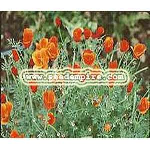   Escholzia Californica     25,000 Flower Seeds Patio, Lawn & Garden