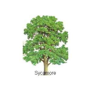  Sycamore 6 7 feet tall bareroot branched tree: Patio, Lawn 