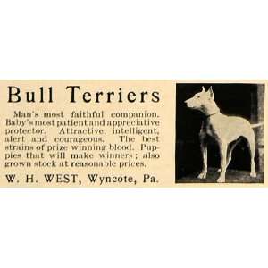  1907 Ad W. H. West Bull Terriers Dog Breeder Wyncote PA 