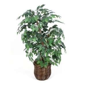  42 Green Ficus Bush: Patio, Lawn & Garden