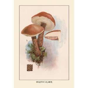  Exclusive By Buyenlarge Boletus Scaber 12x18 Giclee on 