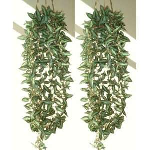  2 x 37 Pellionia Ivies, Artificial Hanging Plants: Home 
