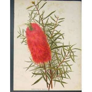  Callistemon Rigidus Flower Colour Antique Print C1884 