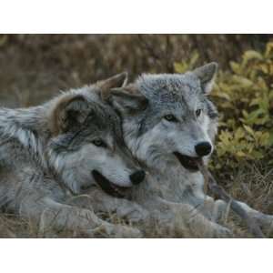 Two Gray Wolves, Canis Lupus, Rest after Playing with a Stick Premium 