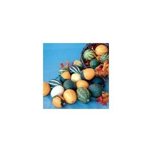  Gourd Eggs Seeds: Patio, Lawn & Garden
