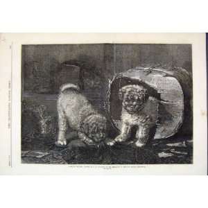  1870 Jack Box Dogs Cat Playing Couldery Fine Art: Home 