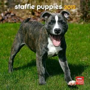  Staffie Puppies 2012 Mini Wall Calendar: Office Products