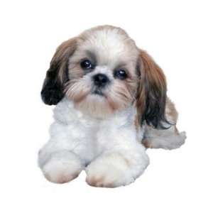  Shih Tzu Puppy Mousepad: Office Products
