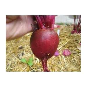  Todds Seeds   Beets   Detroit Dark Red Beet Seed, Sold by 