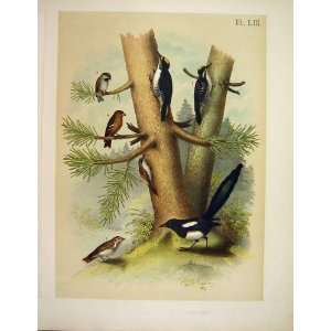  Magpie Wood Pecker Bunting Jasper Birds Of America 1878 