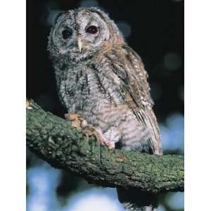 Close Up of a Tawny Owl Perching on a Branch (Strix Aluco 