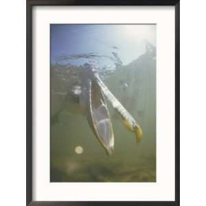  Underwater view of a brown pelican fishing for food Framed Art 