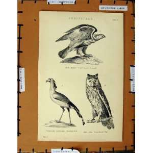   Antique Print C1800 1870 Buzzard Long Eared Owl Birds: Home & Kitchen