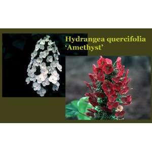  Oakleaf Hydrangea Amethyst (H. quercifolia) Patio, Lawn 