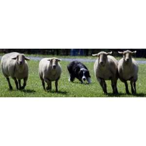 A Border Collie Demonstrates Sheep Herding Photographic 