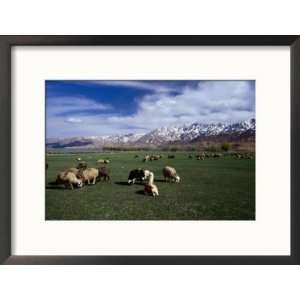 Sheep Graze on Fertile Green Pastures of Zagros Plains, Iran Framed 