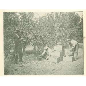  1901 California Prune Growers Santa Clara County 