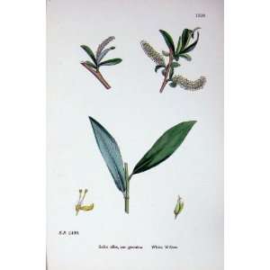   : Botany Plants C1902 White Willow Salix Alba Genuina: Home & Kitchen
