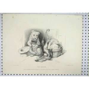    Antique Print Scene Dog Basket Dead Rabbit Armytage