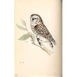  Meyer H/C Birds 1842 50 Little Owl