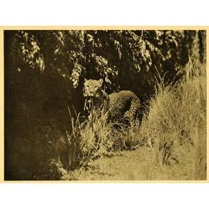   Mammal Carnivore Predator Animal Wildlife   Original Halftone Print