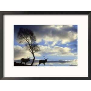  Red Deer, Cervus Elaphus Stags Silhouetted Under Tree 