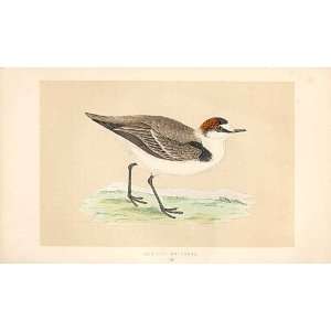  Kentish Dotterel British Birds 1St Ed Morris 1851