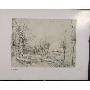  German Drawings Wolf Suber Trees And Landscape C1923