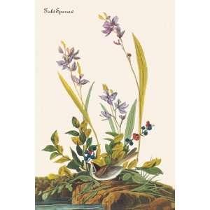  Field Sparrow by John Woodhouse Audubon 12x18 Kitchen 