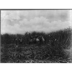  Group of men cutting sugar cane,New Orleans vicinity,LA 