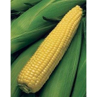  Early Sunglow Sweet Corn   300 Seeds   VALUE PACK Patio 