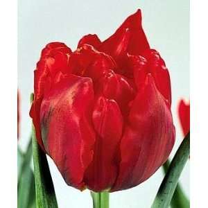  Double Peony Abba Tulip 10 Bulbs Patio, Lawn & Garden