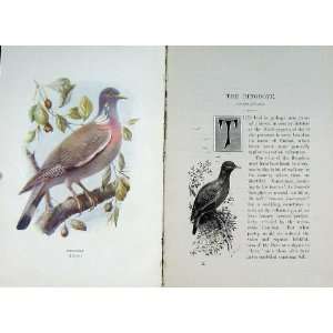   1901 Swaysland Wild Birds Ringdove Wood Pigeon Colour: Home & Kitchen