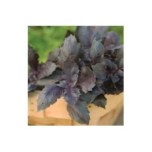  Davids Herb Basil Purple Red Rubin 100 Seeds per Packet 