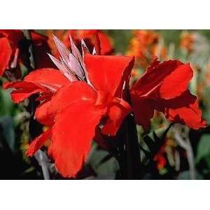  Black Knight Canna 2 Roots Patio, Lawn & Garden