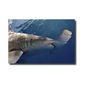 Hammerhead Shark Bahamas Islands Giclee Print