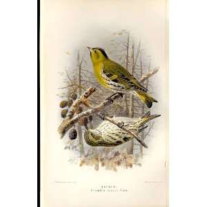  Siskin Lilford Birds 1885 97 By J G Keulemans