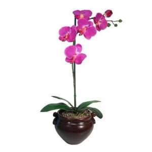  PLANT,PE ORCHID, 6IN,MY Electronics