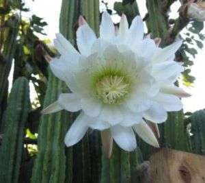 Trichocereus pachanoi   San Pedro cactus   20 seeds  
