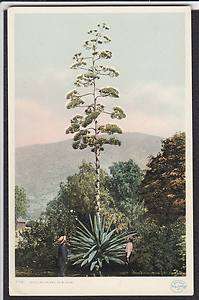 Century Plant in Bloom Phostint Antique Postcard  