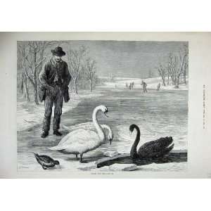   1879 Fine Art Winter Frozen Lake Swans Ice Skating Man: Home & Kitchen