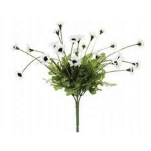    WH 10.5 in. White Daisy Bushes X5  Case of 24: Patio, Lawn & Garden
