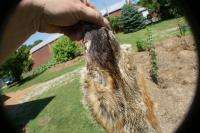Wild ground hog pelt Woodchuck skin taxidermy mountable  