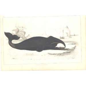  H/C 1852 Goldsmith The True Whale