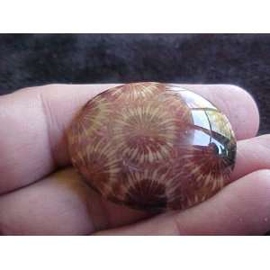   S3018 Mix Natural Color Coral Fossil Agate Cabochon 