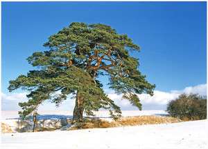Scots Pine, Pinus sylvestris, Tree Seeds (Scotch Pine)  