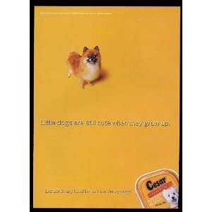  2000 Pomeranian Cesar Select Dog Food Print Ad (11880 