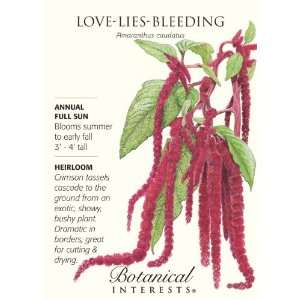  Love Lies Bleeding Heirloom Seeds 175 Seeds Patio, Lawn 